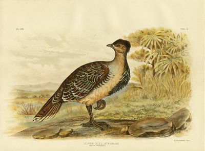 Native Pheasant or Malleefowl by Gracius Broinowski